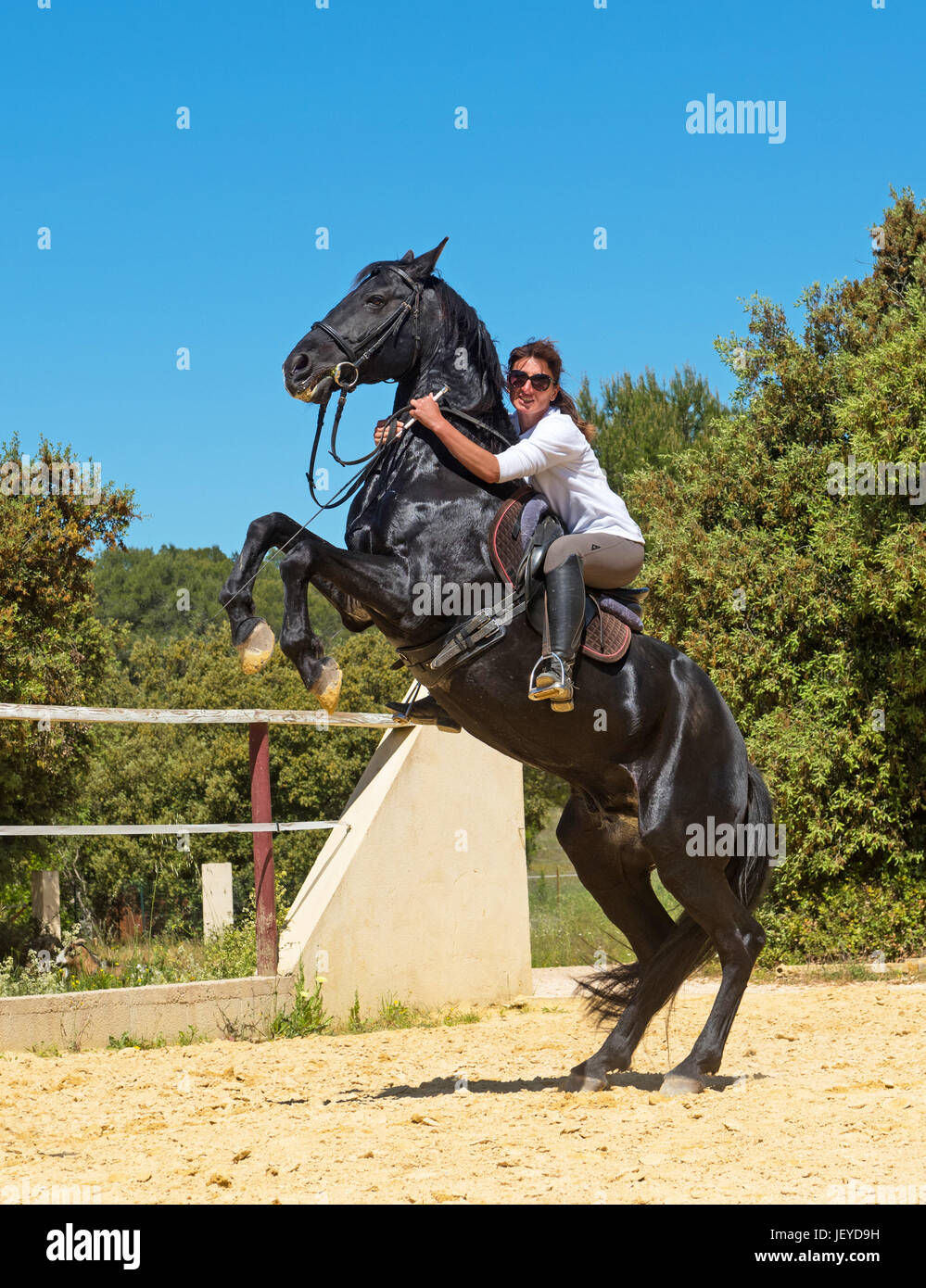 riding woman on a white stallion training in dressage Stock Photo