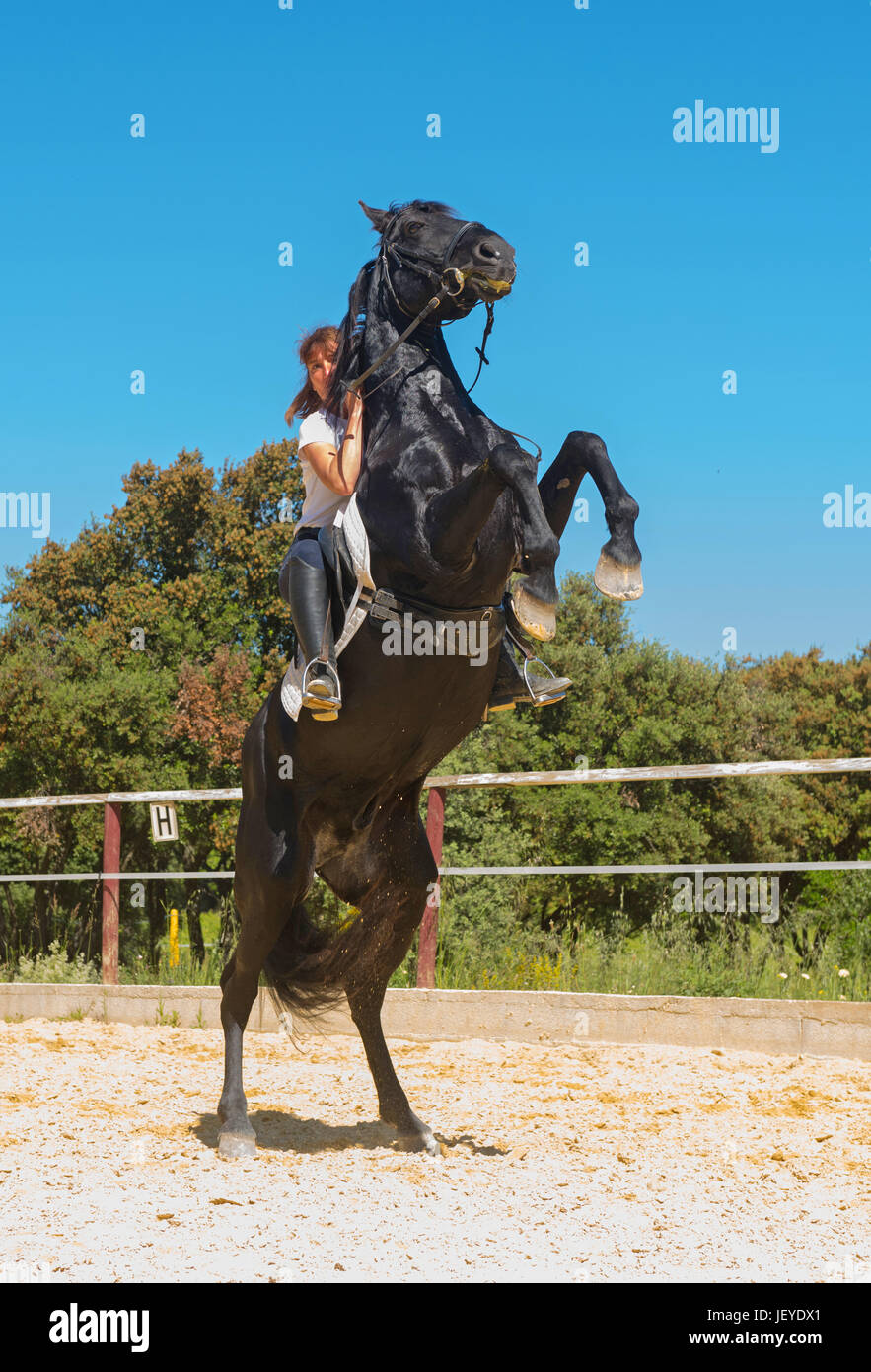 trianing of dressage for a riding girl and stallion Stock Photo