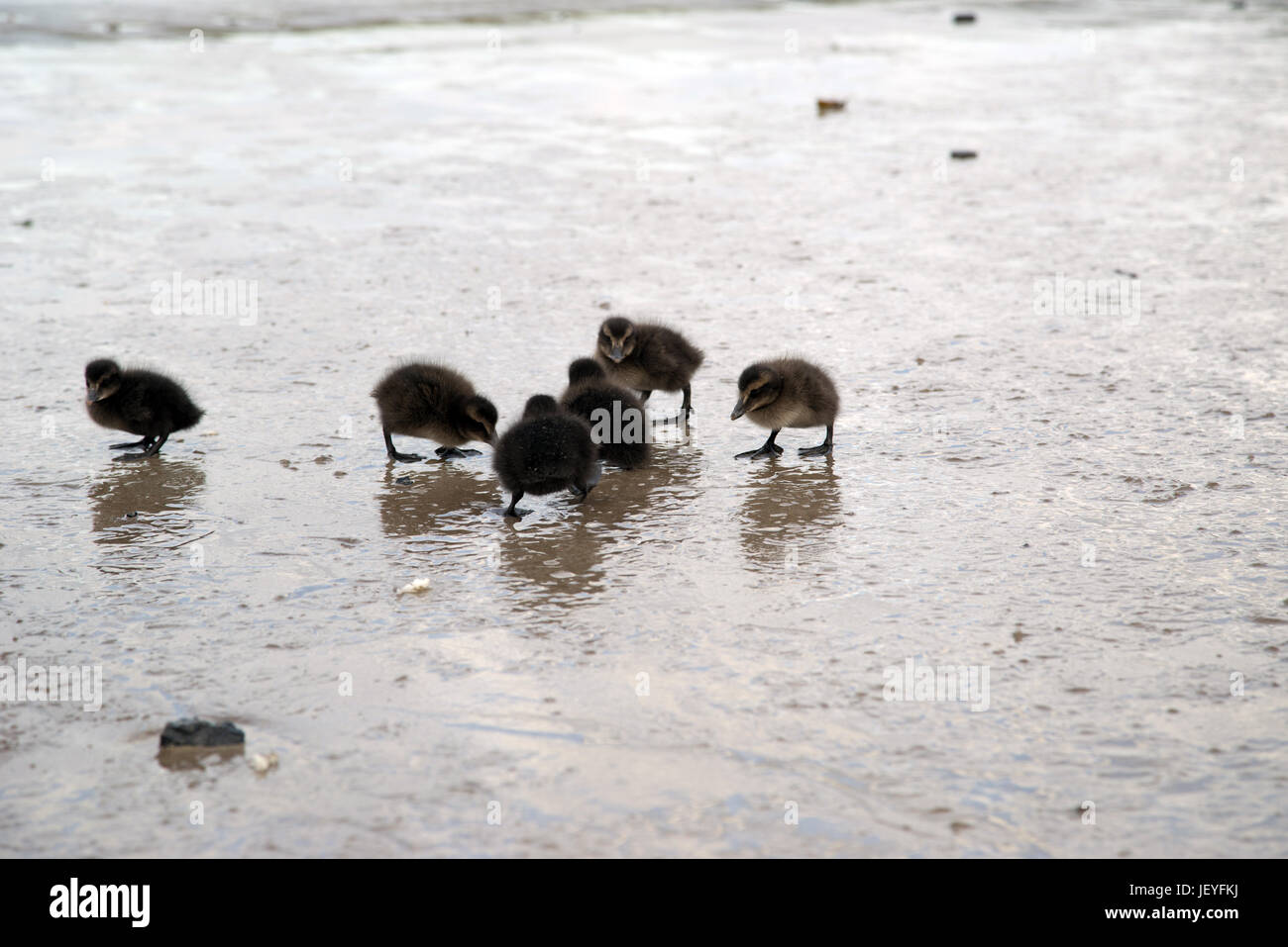 six eider chicks on the beach at Seahouses, Northumberland, England Stock Photo