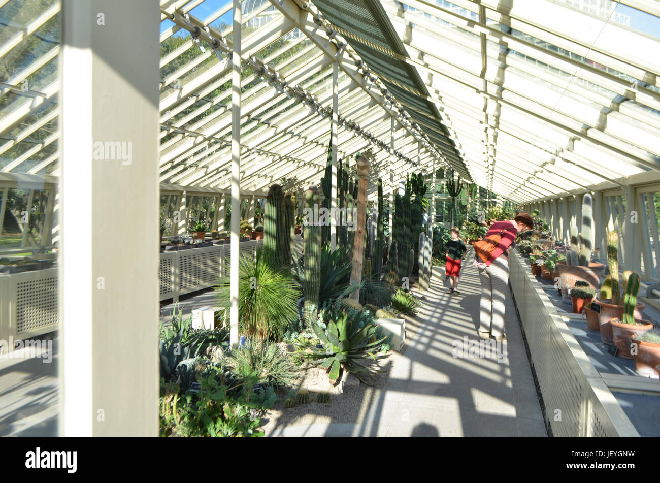 Inside a Greenhouse at The National Botanic Gardens in Dublin, Ireland Stock Photo