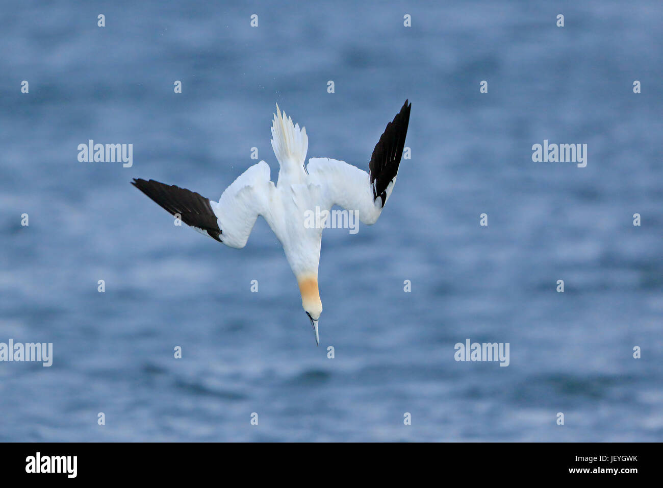 Northern dive hires stock photography and images Alamy