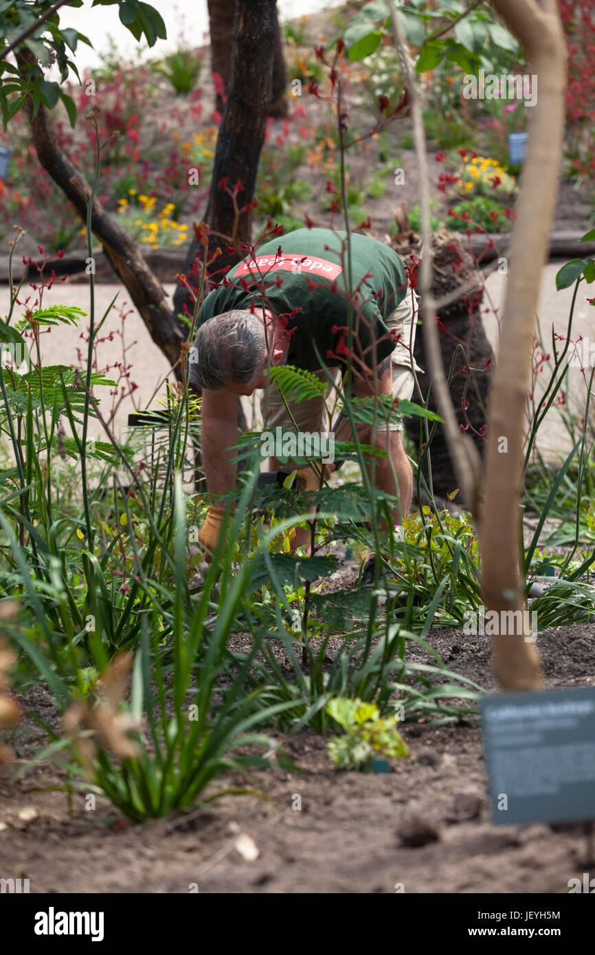 Eden project gardener at work with eden team t-shirt cornwall staff planting Stock Photo