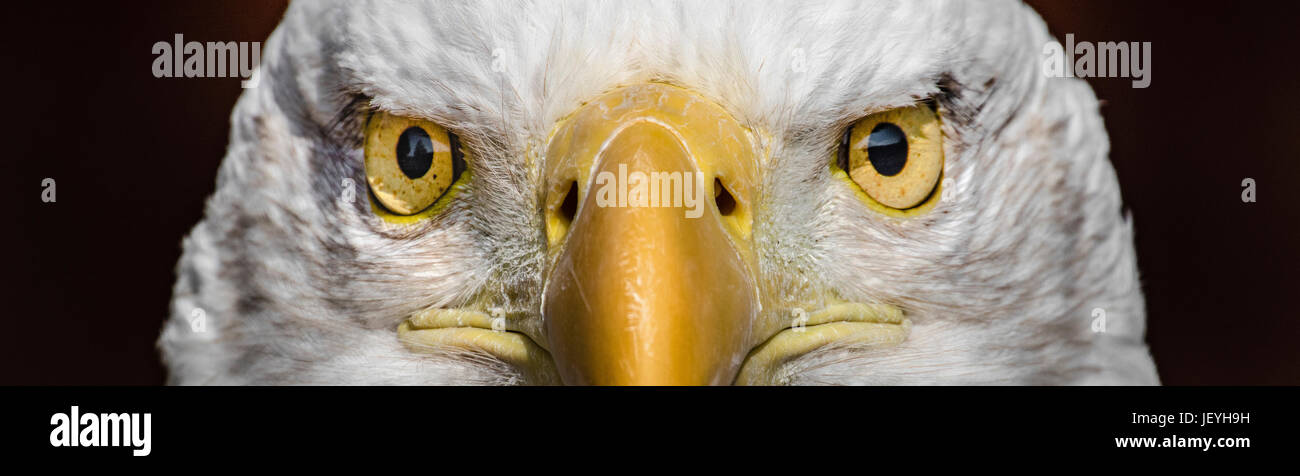 Bald Eagle Eyes Stock Photo