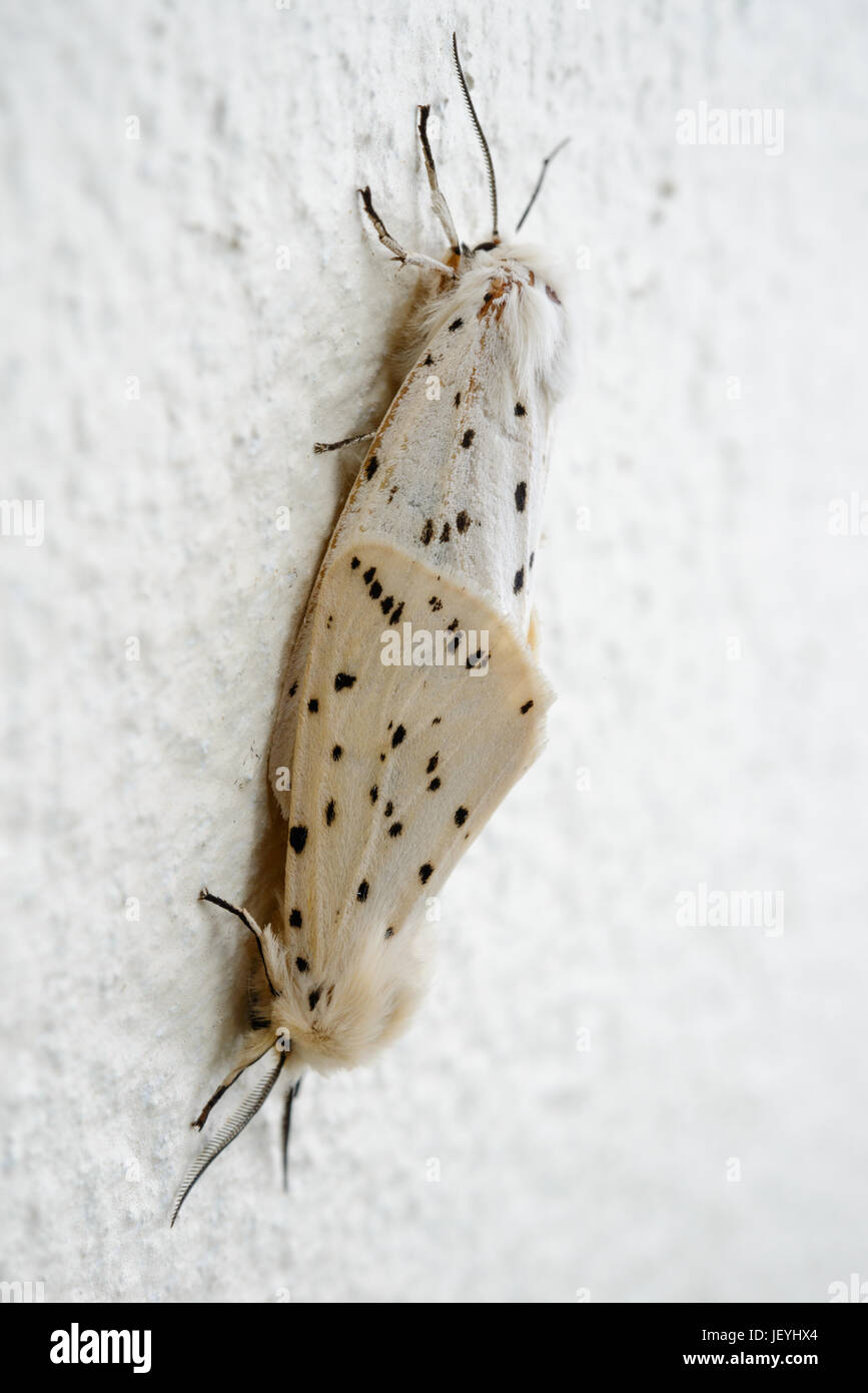 Pair of White Ermine moths (Spilosoma lubricipeda) mating in shaded location on a wall  Fairly common throughout Britain. West Wales. UK. Stock Photo