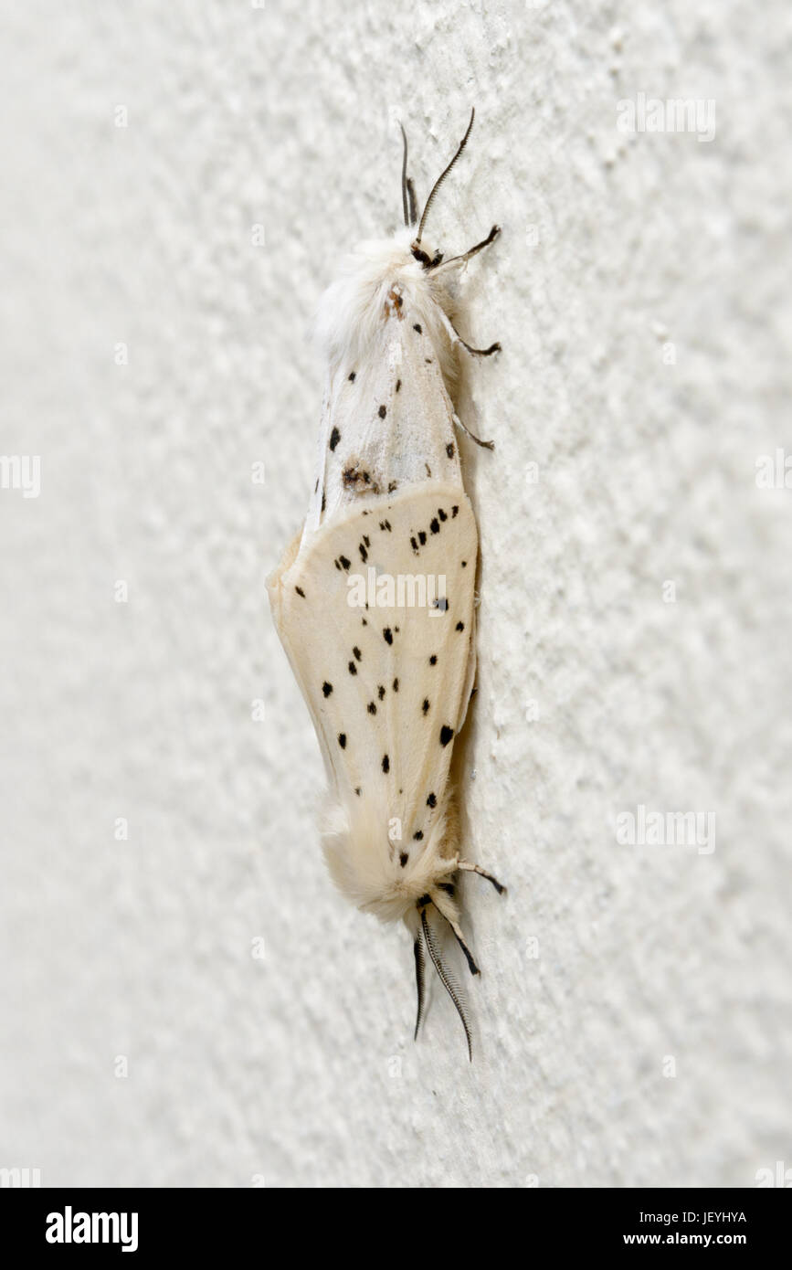 Pair of White Ermine moths (Spilosoma lubricipeda) mating in shaded location on a wall  Fairly common throughout Britain. West Wales. UK. Stock Photo