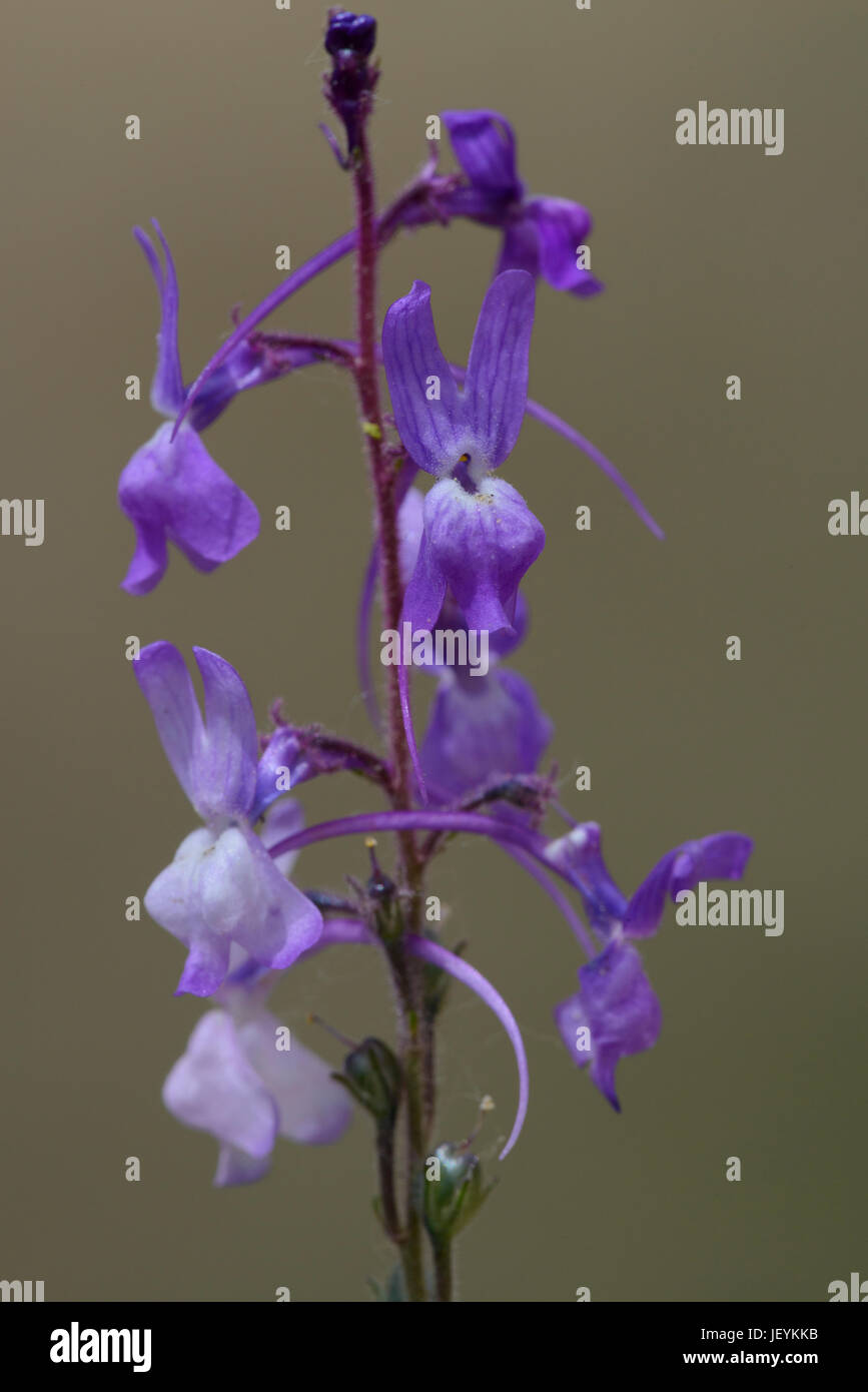 Jersey Toadflax (Linaria pelisseriana), flowers Stock Photo