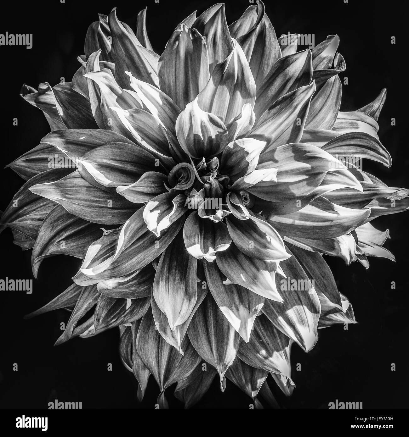 Dahlia Black and White Stock Photos & Images - Alamy