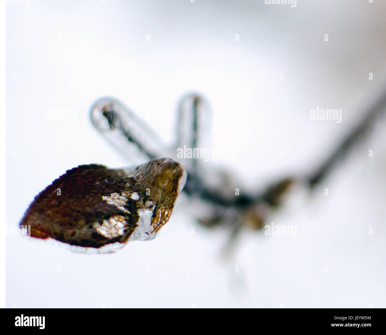 Branch with withered leaf hi-res stock photography and images - Alamy