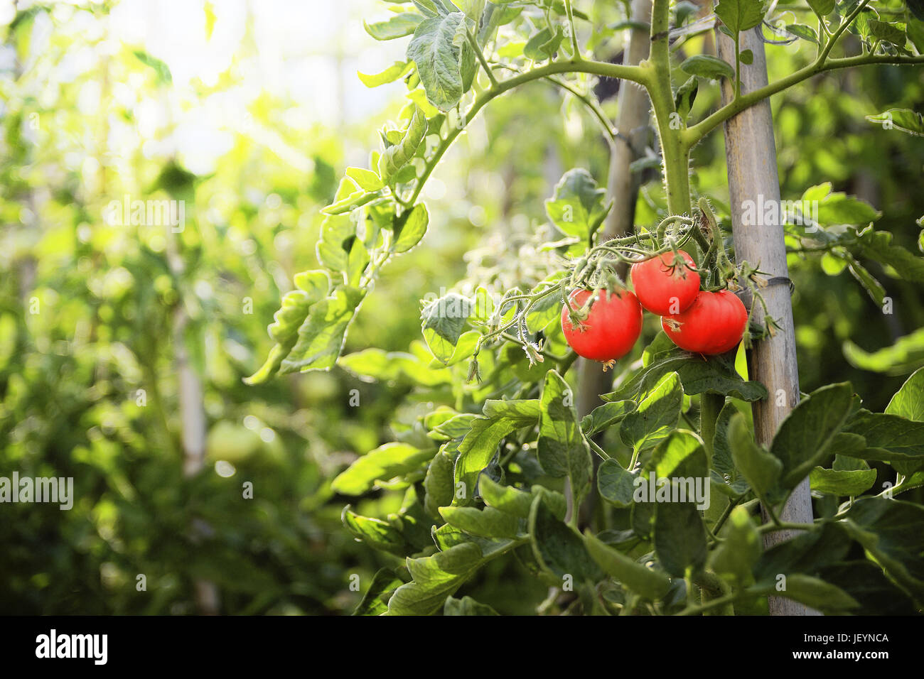 Three red ripe tomatoes hanging on a branch of a green plant in the ...