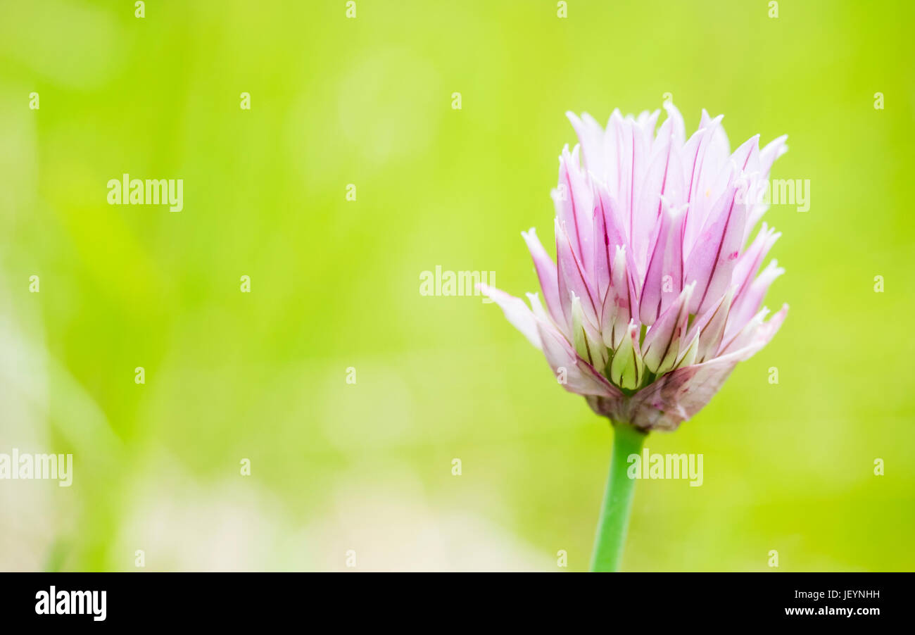 Chives Stock Photo