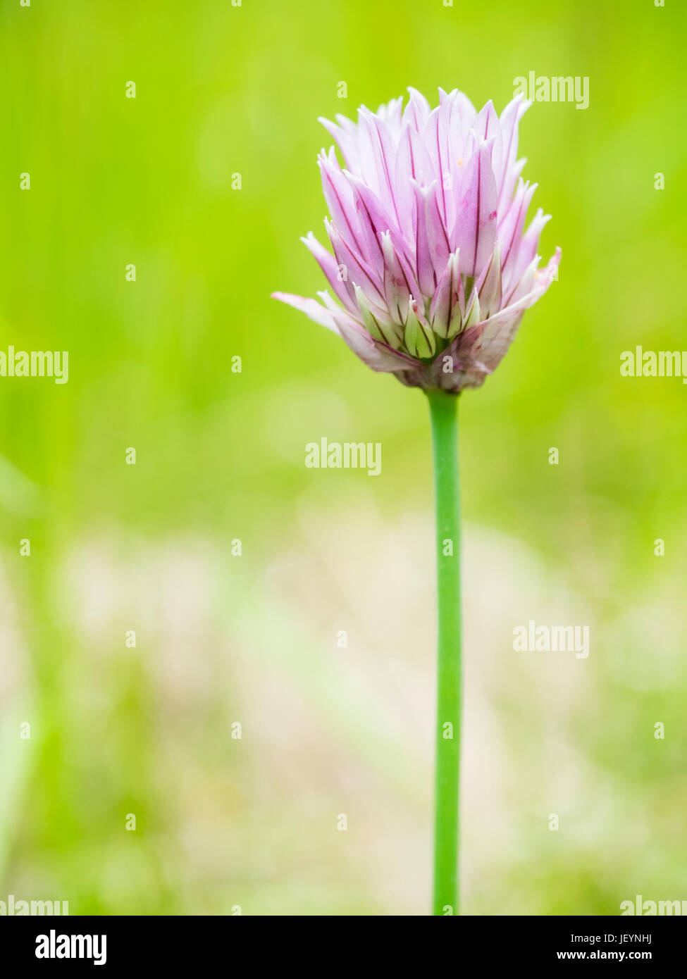 Chives Stock Photo