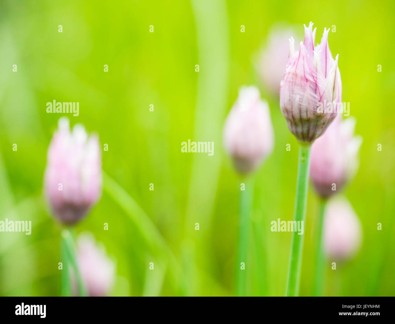 Chives Stock Photo