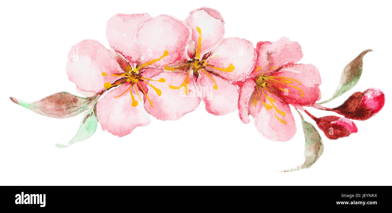 Watercolor sakura flowers isolated on white background. Perfect for ...