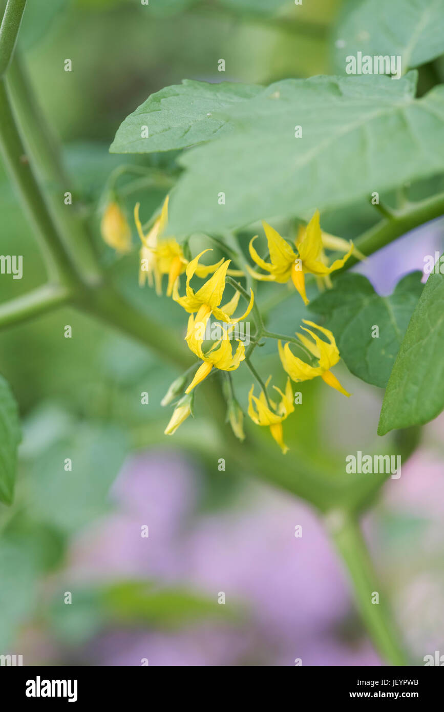Solanum pimpinellifolium hires stock photography and images Alamy
