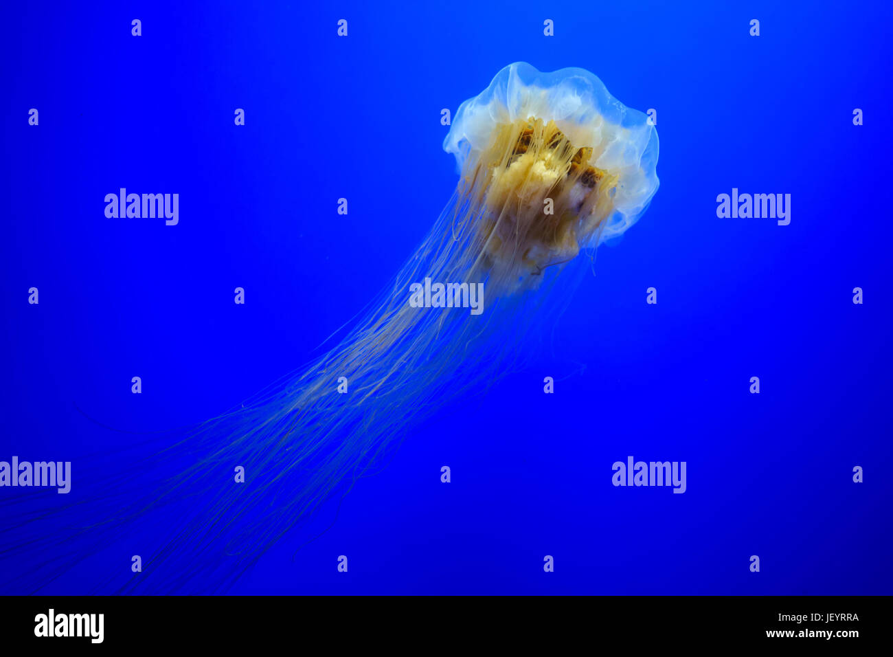 Lion's mane jellyfish Stock Photo