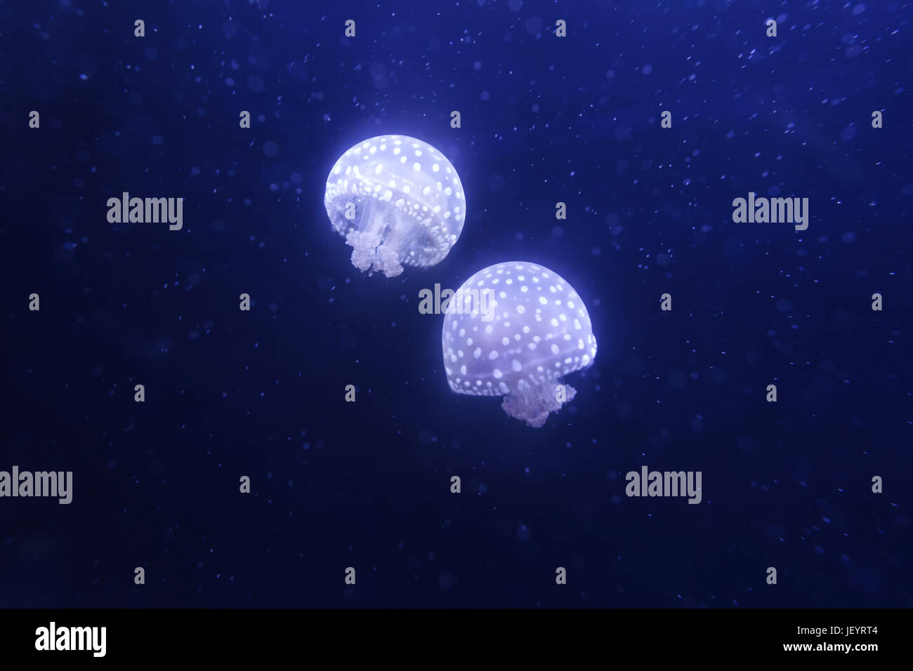 White spotted jellyfish Stock Photo