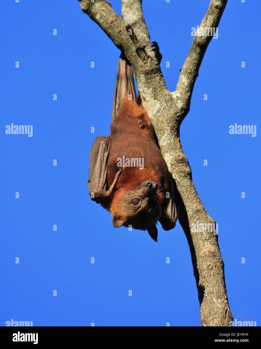 Flying fox resting on a tree Stock Photo Alamy