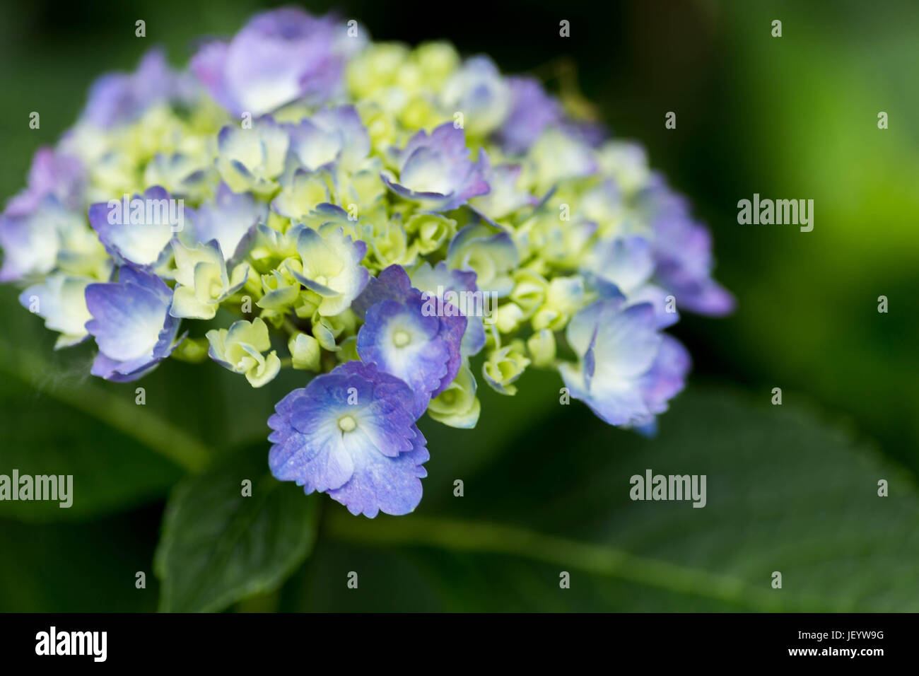 Summer bloomers hires stock photography and images Alamy