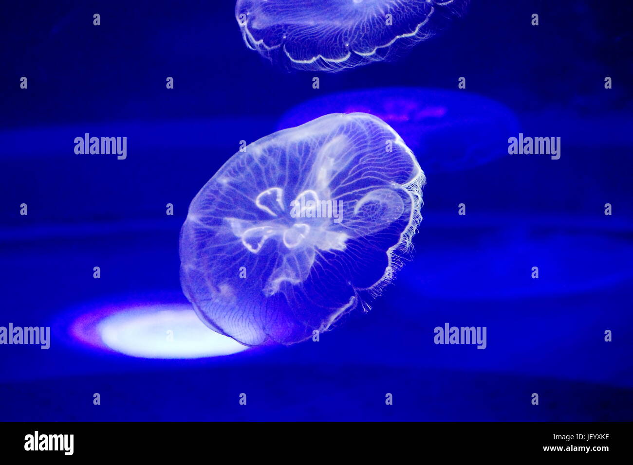 Moon Jelly (Cnidaria) - named for its translucent circular bell, is well known worldwide in tropical and temperate waters. Stock Photo