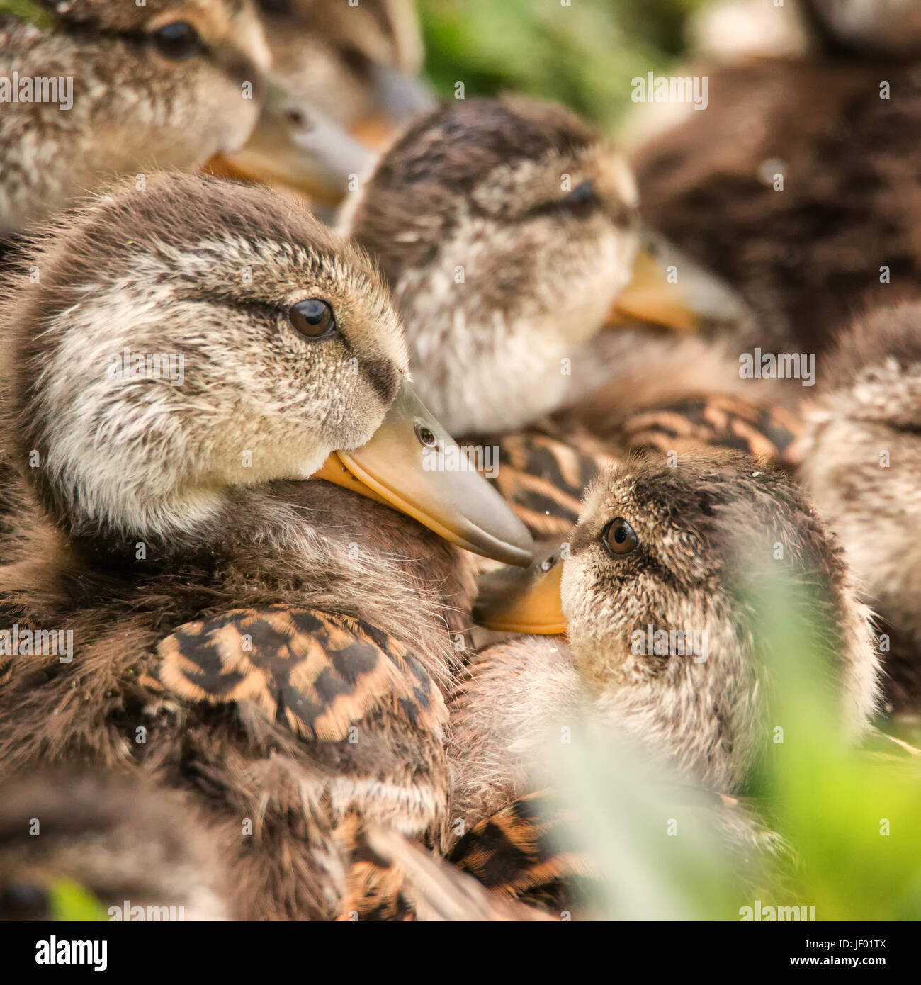 Several Ducklings Huddled Together Stock Photo