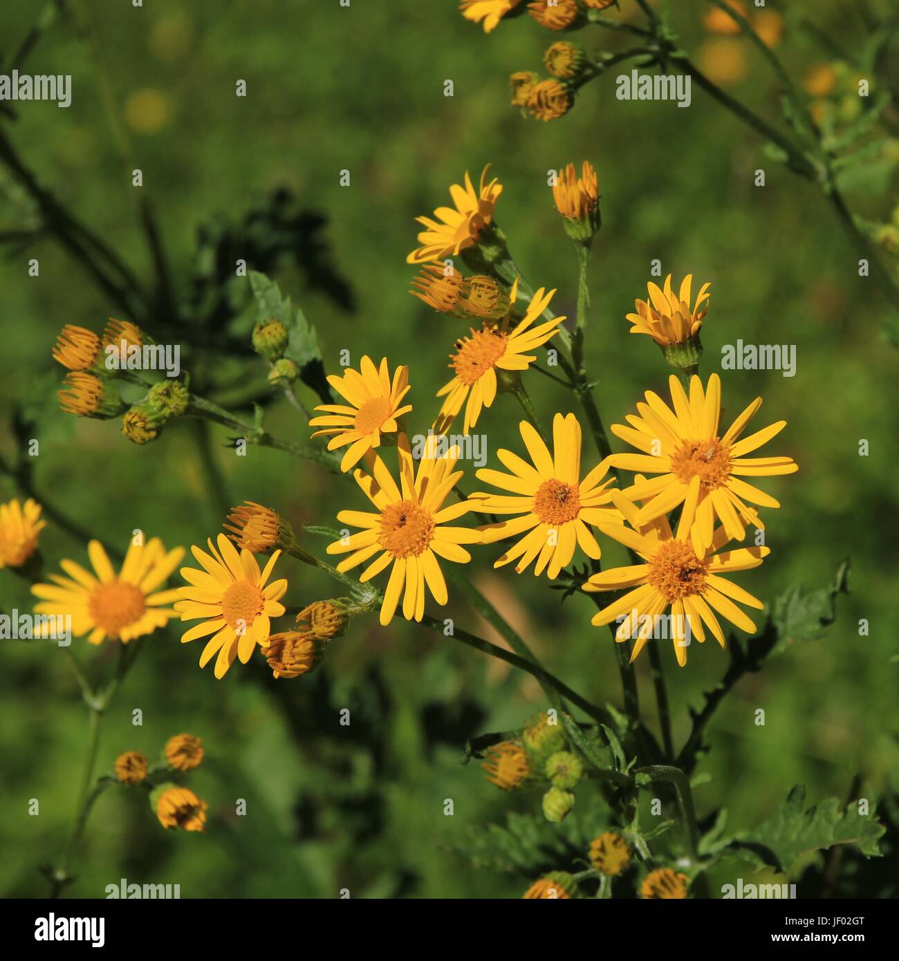 Alpine ragwort, yellow wildflower Stock Photo