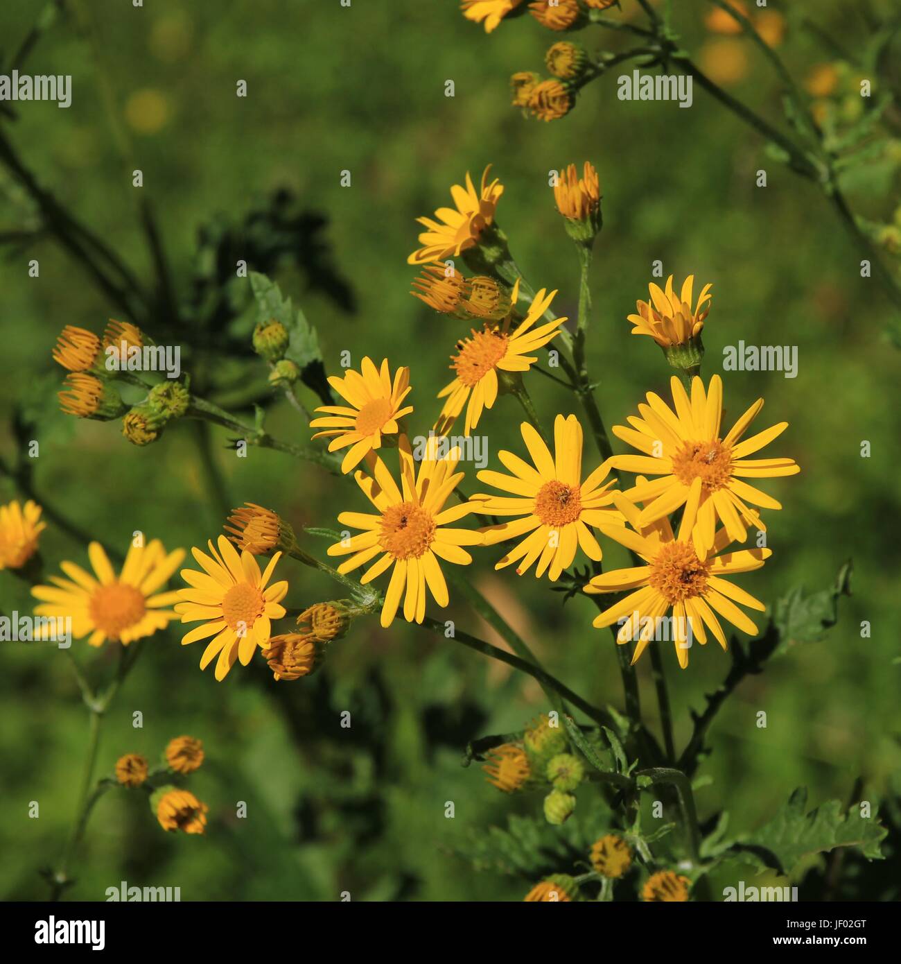Alpine ragwort, yellow wildflower Stock Photo - Alamy