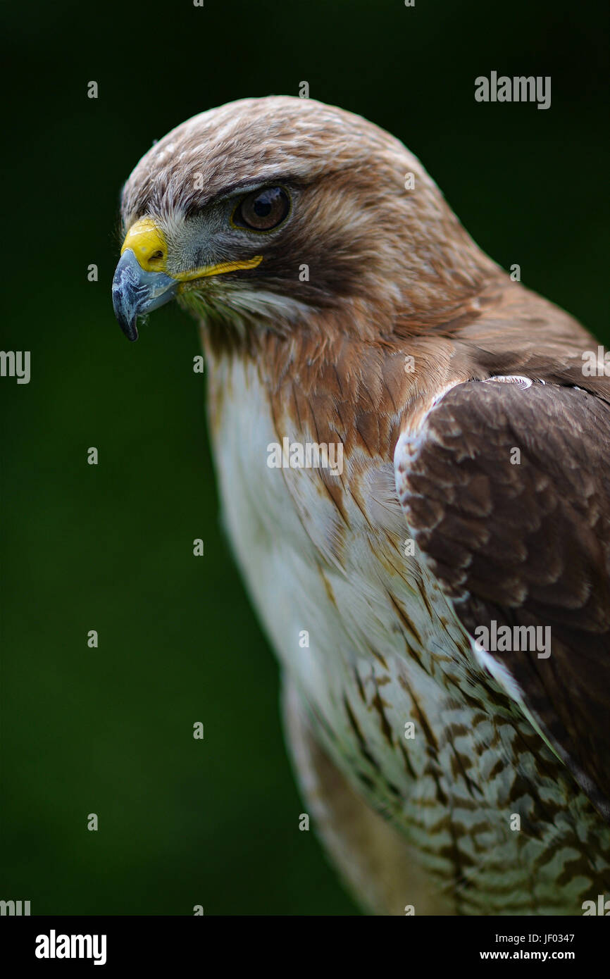 Birds fly in the night sky hi-res stock photography and images - Alamy
