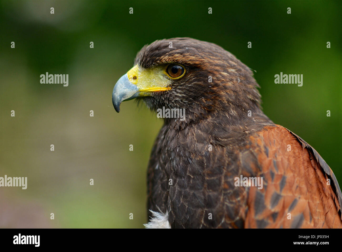 Birds fly in the night sky hi-res stock photography and images - Alamy