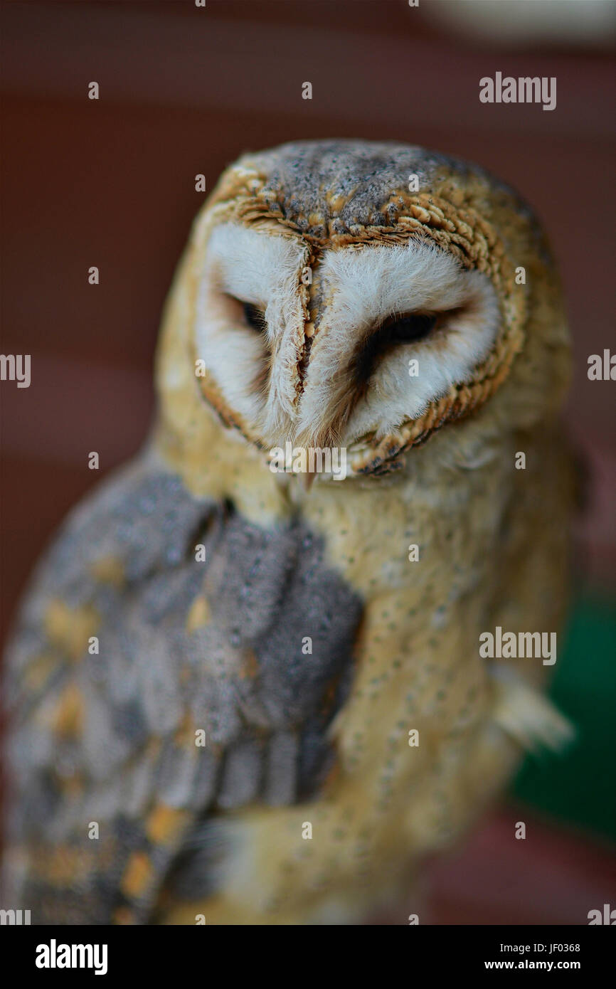 Birds fly in the night sky hi-res stock photography and images - Alamy