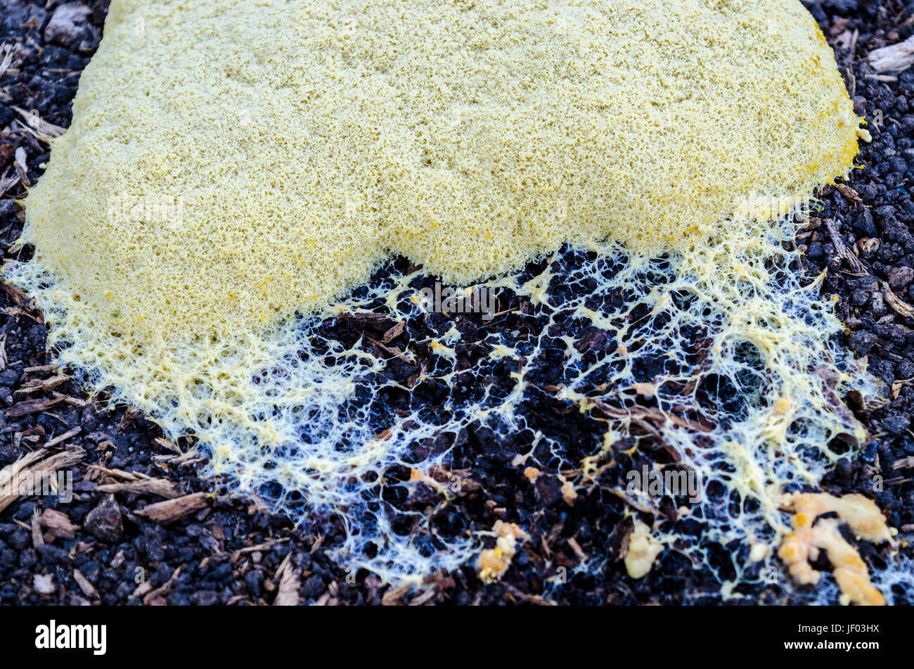 Dog Vomit Slime mold (Fuligo septica) at a site where a tree was recently removed in San Leandro California Stock Photo