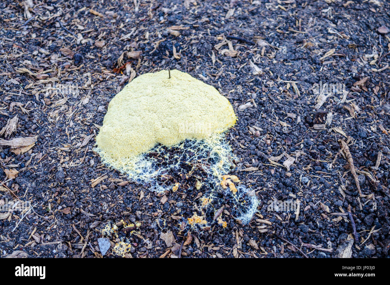 Dog Vomit Slime mold (Fuligo septica) at a site where a tree was recently removed in San Leandro California Stock Photo