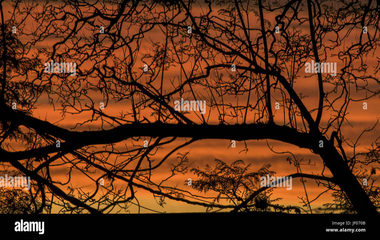 Tree silhouette sunset landscape hi-res stock photography and images ...