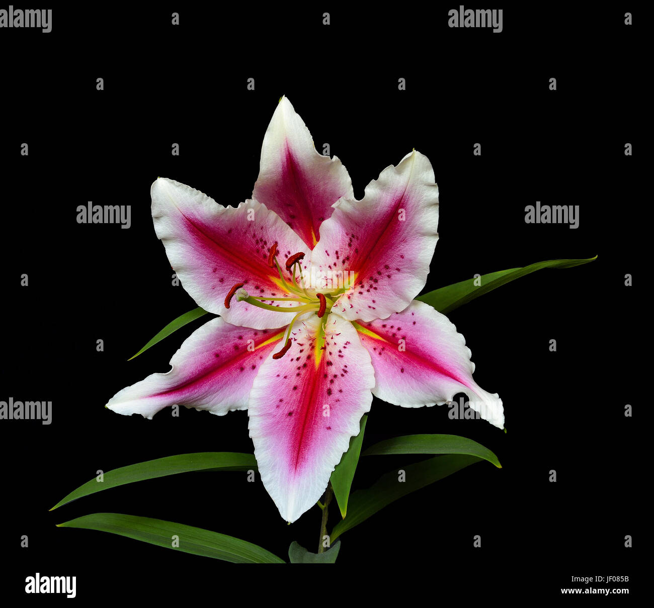 Elegant spotted pink lily isolated on black Stock Photo