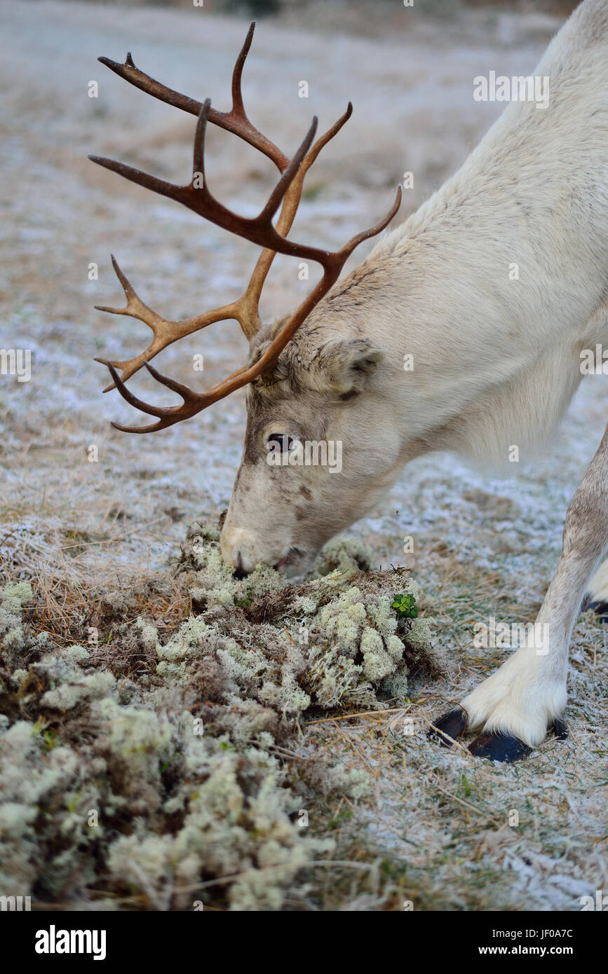 Reindeer Moss — Baisch & Skinner