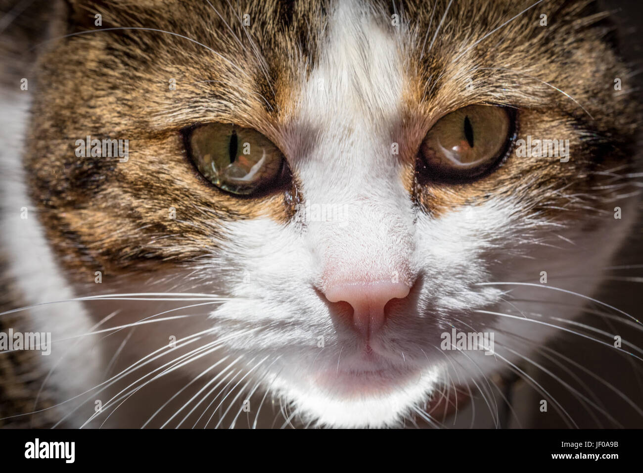 Cat domestic portrait Stock Photo - Alamy