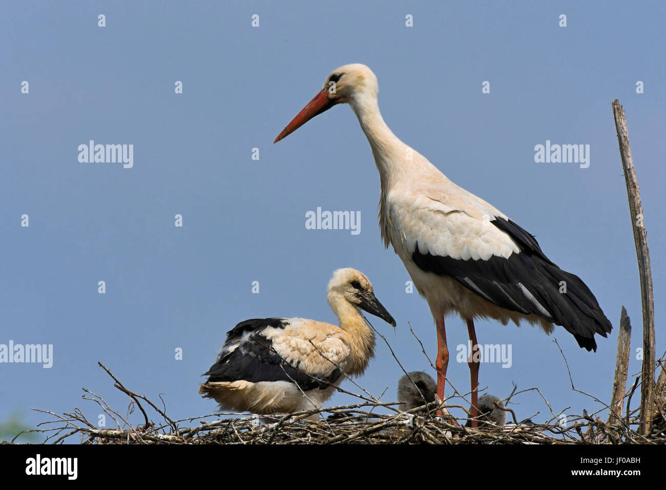 White storks in the nest Stock Photo