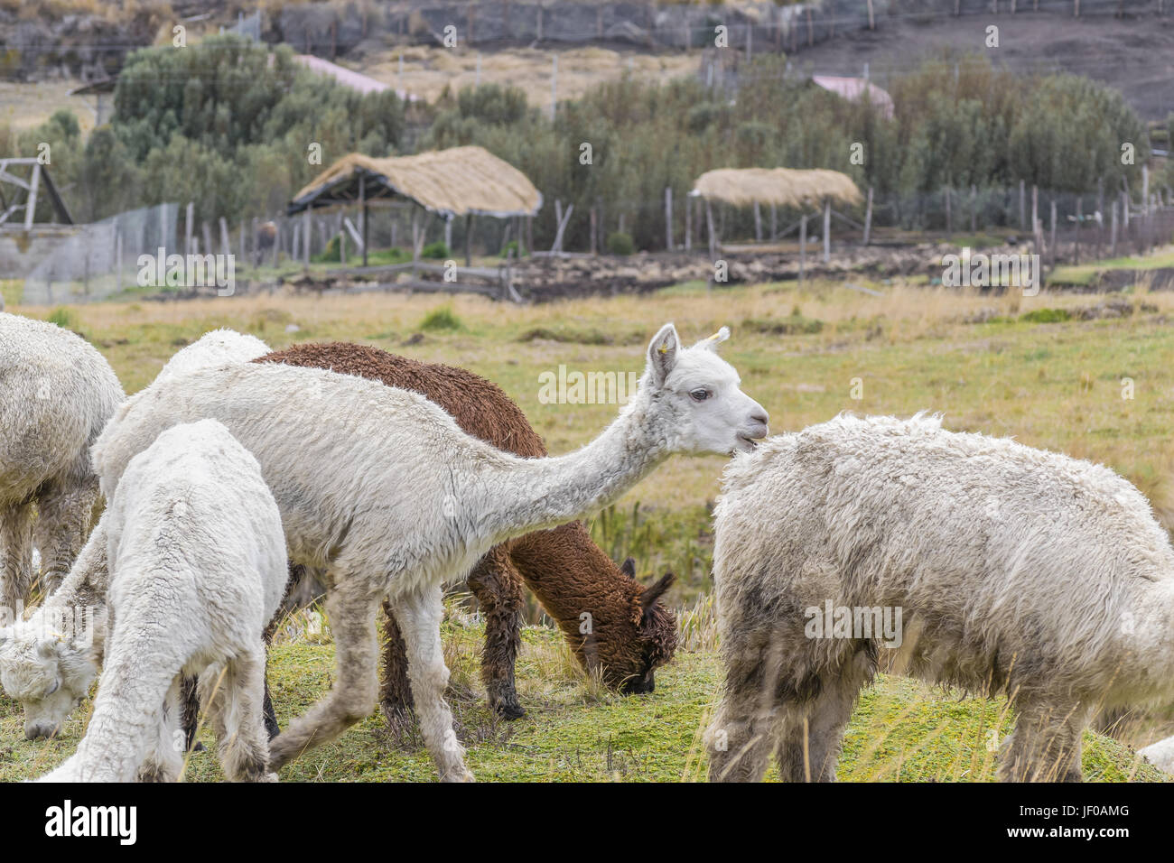 Andes Farm Animals Eating Pasture Stock Photo