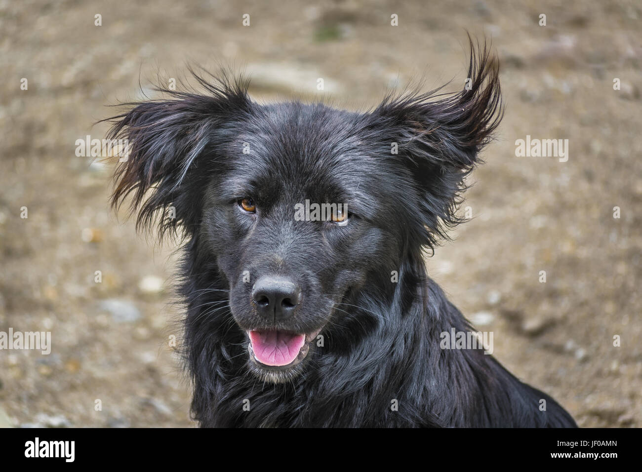 Black Hair Dog Stock Photo