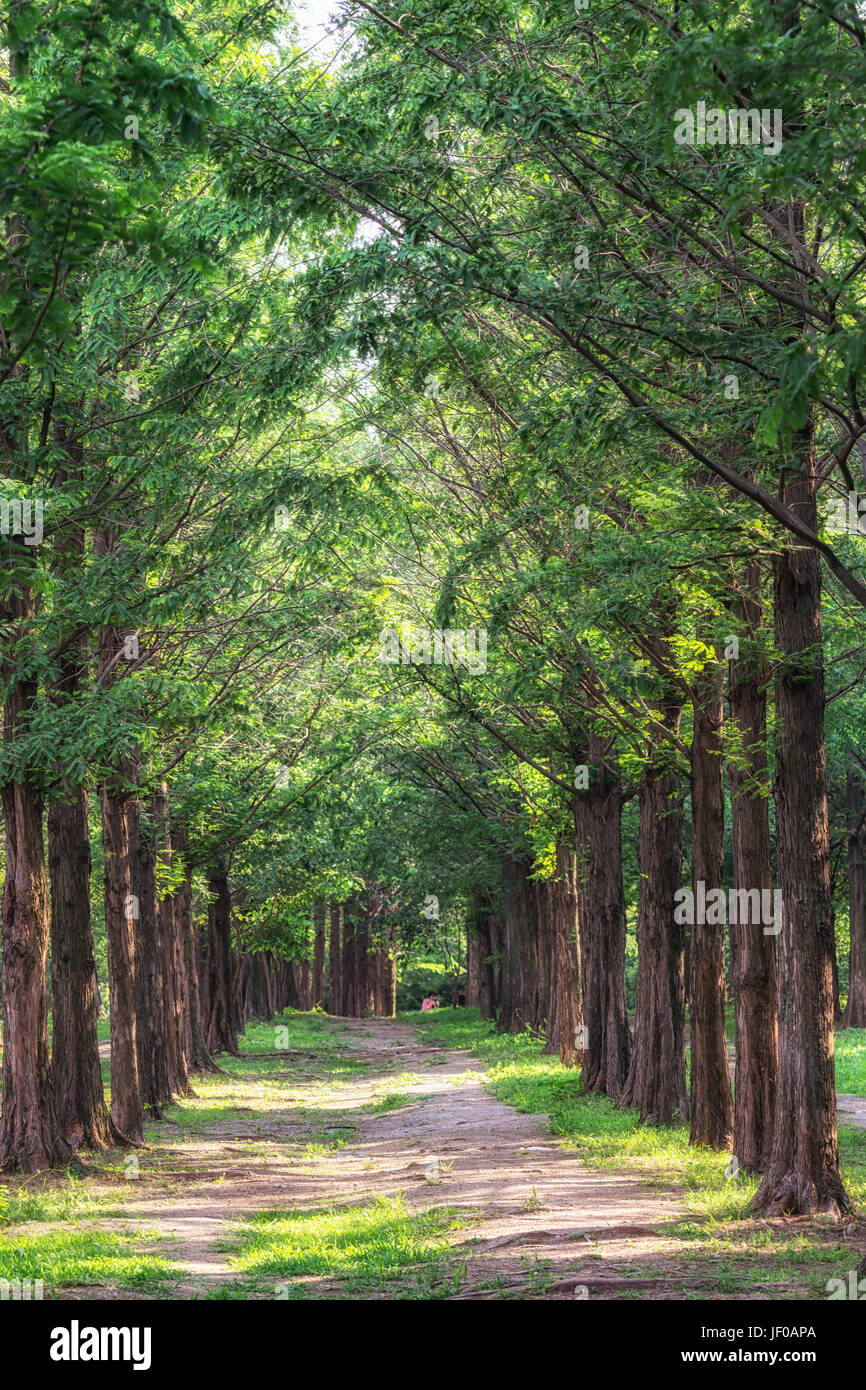 metasequoia park in haneul park Stock Photo