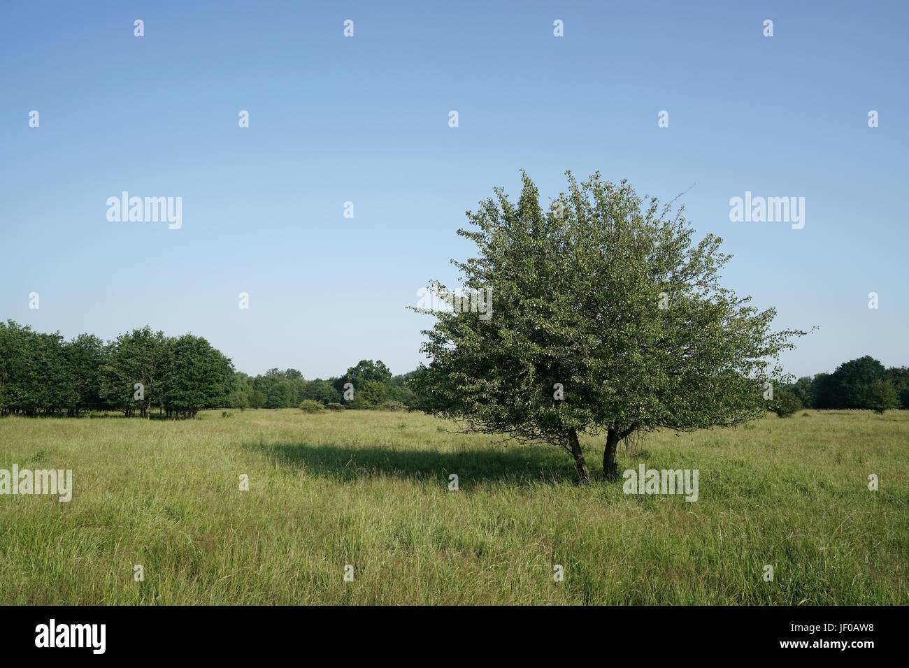 single tree in a meadow in the park Stock Photo