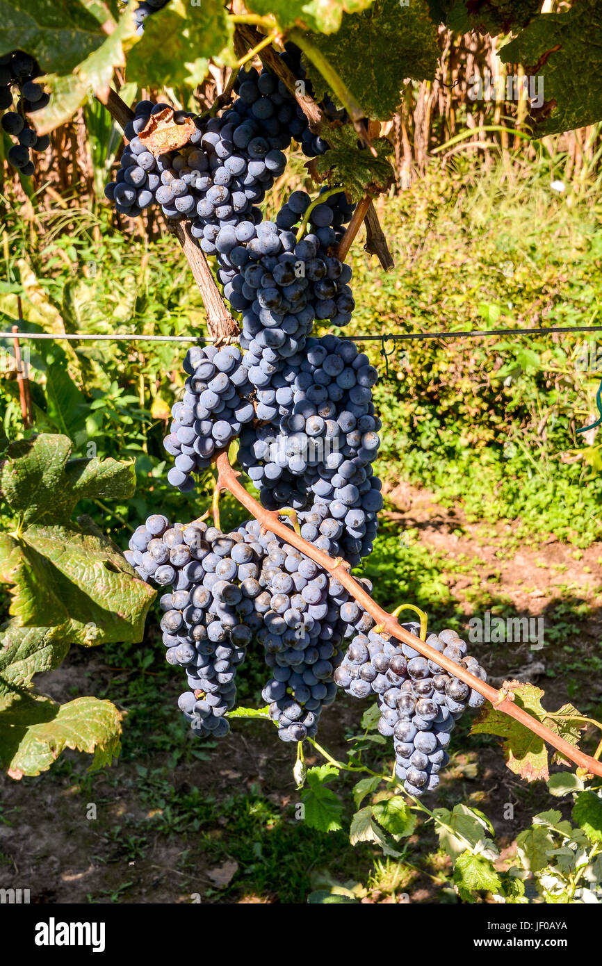 Vineyard Ready to Produce Wine Stock Photo Alamy