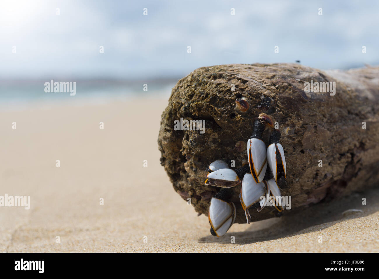 On a wooden post colonizing seashells Stock Photo