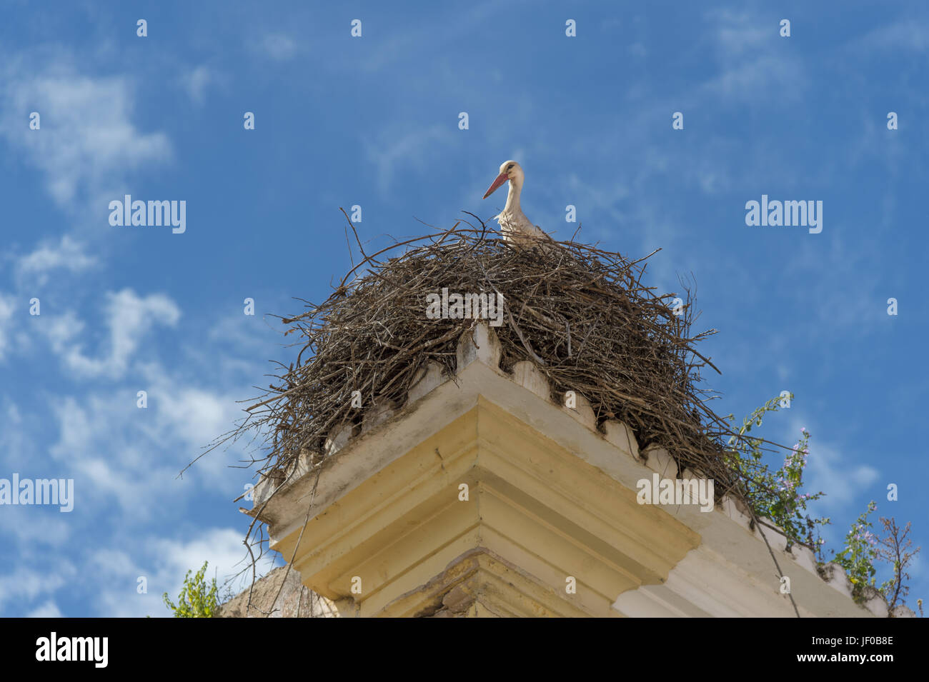 A stork looks over the edge of a nest Stock Photo