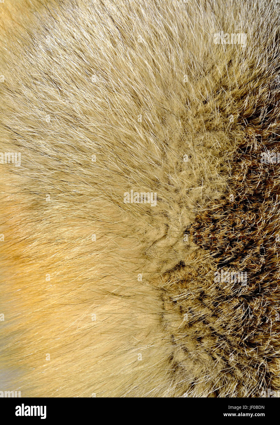 Fox fur texture Stock Photo