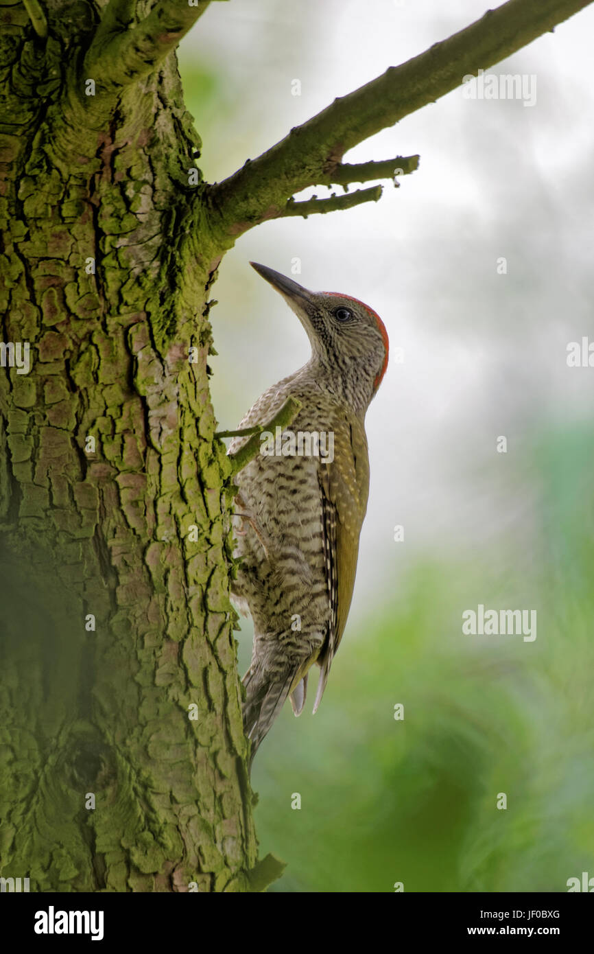 green woodpecker Stock Photo
