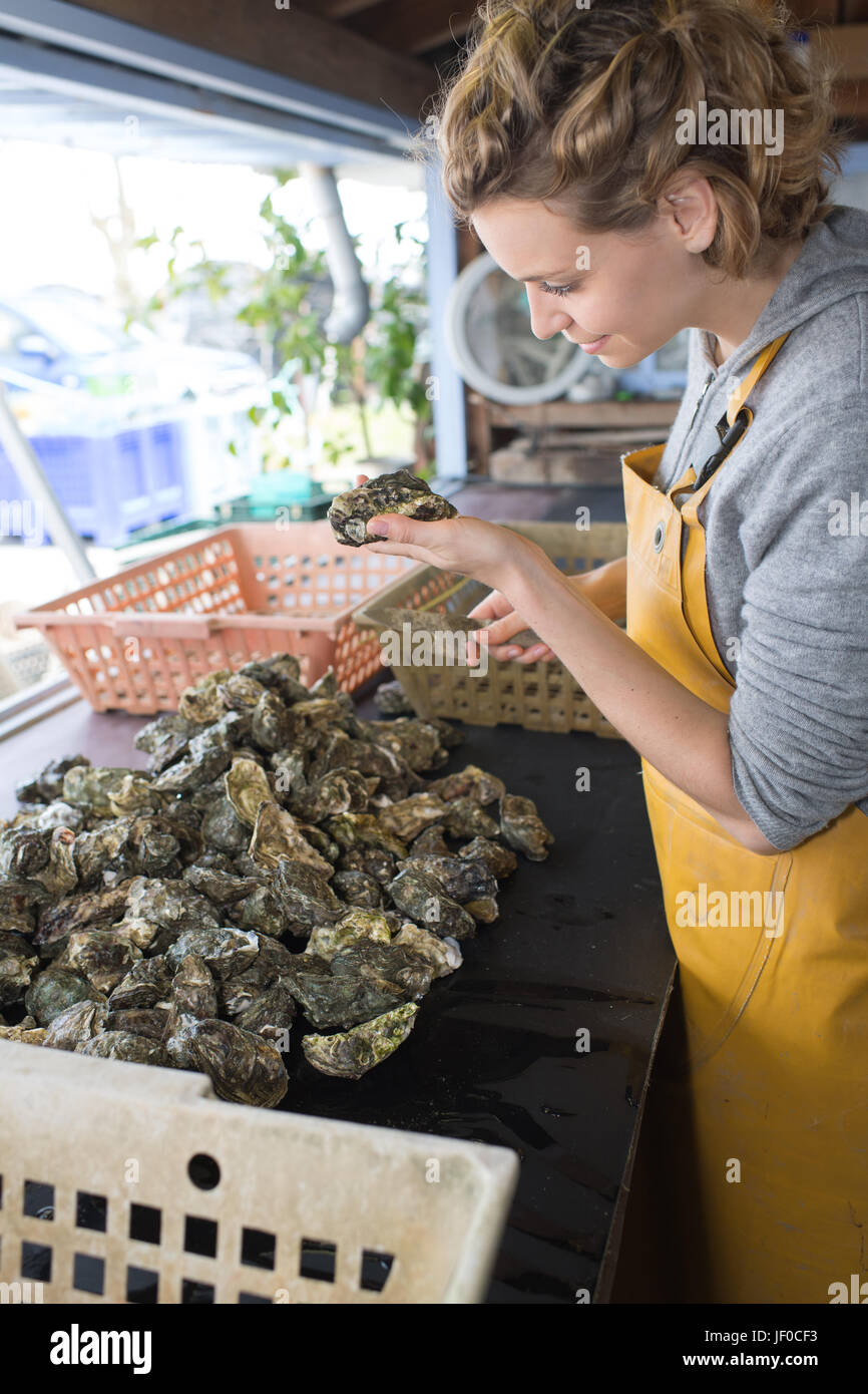 Female worker inspecting oysters Stock Photo Alamy