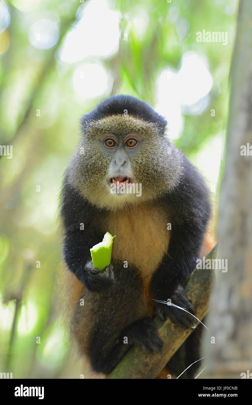 Golden Monkey, also an Endangered Species Stock Photo