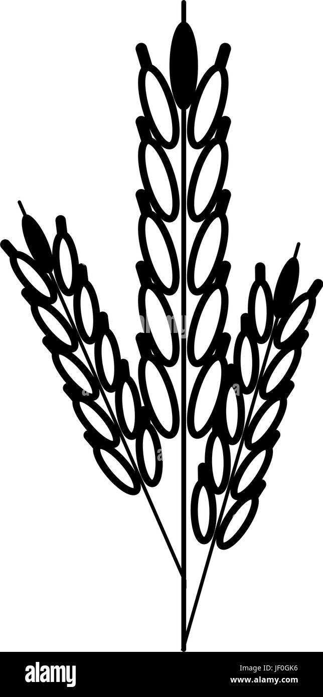 wheat ears icon image Stock Vector Image & Art - Alamy