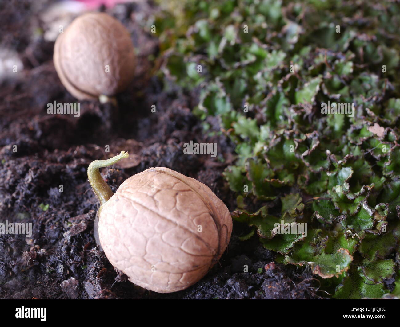 Walnut Deep Roots germinated walnut with root on soil background Stock Photo - Alamy