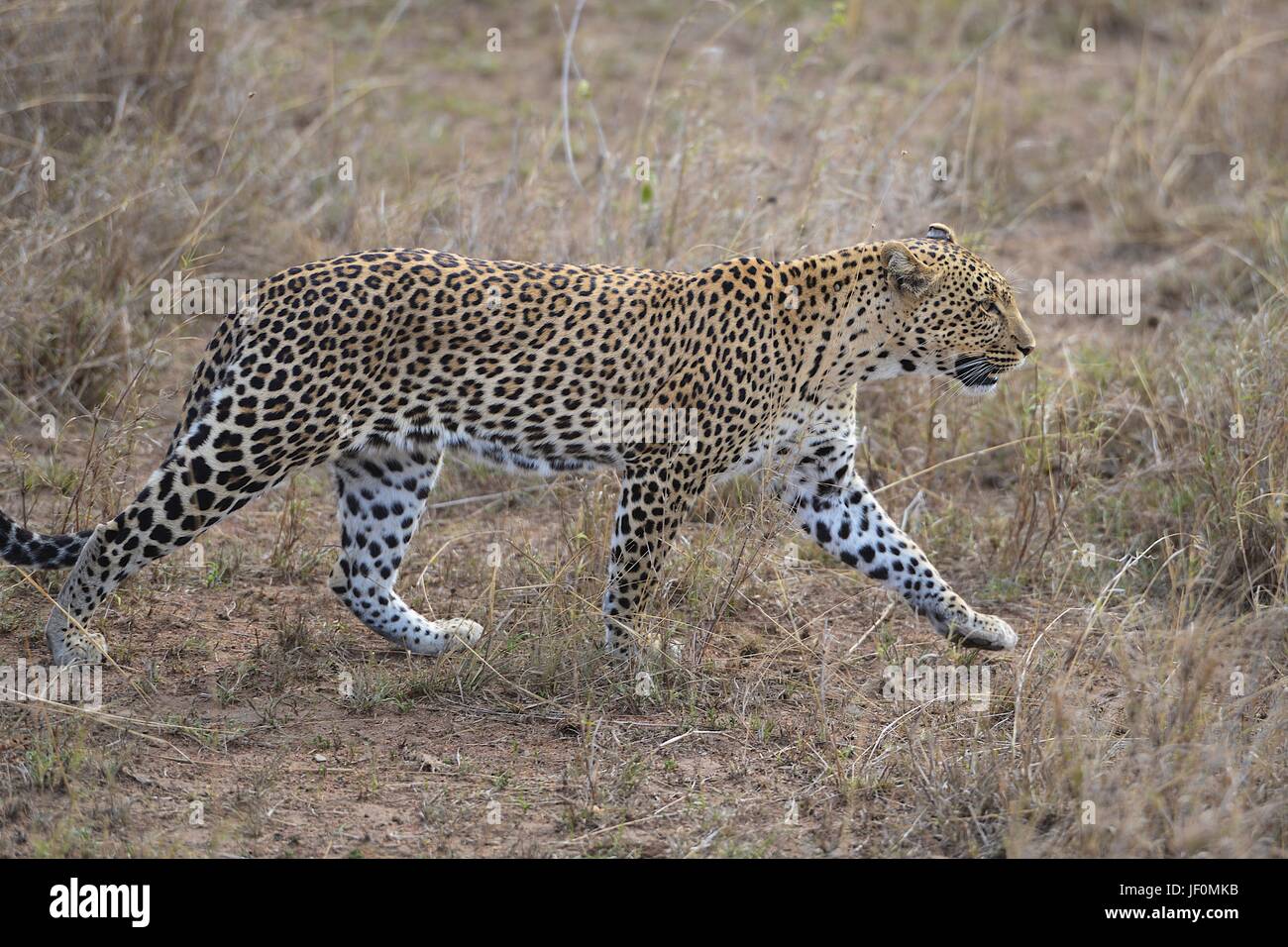 A leopard is on the go looking of prey in the Serengeti National Park of Tanzania. Stock Photo